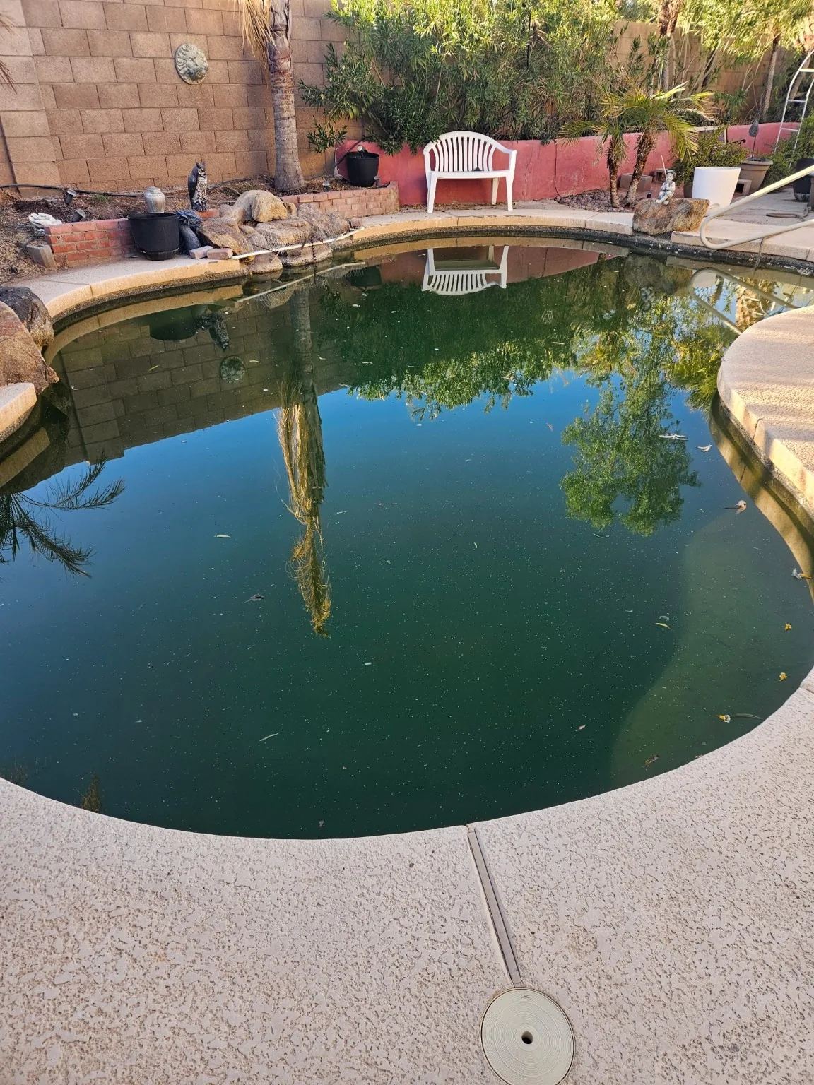 Green pool before treatment